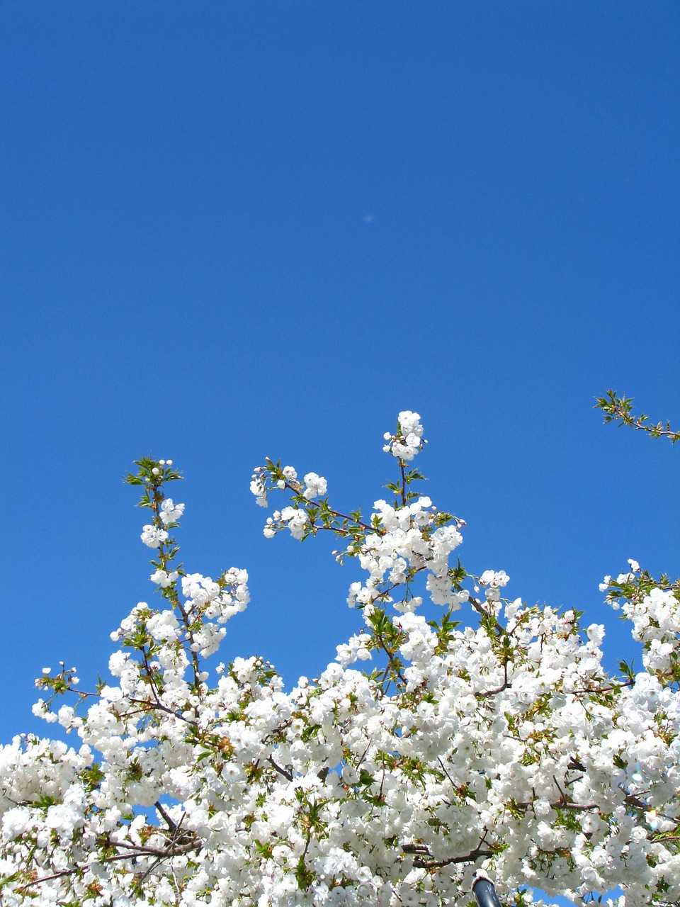 cherry blossom sky white free photo