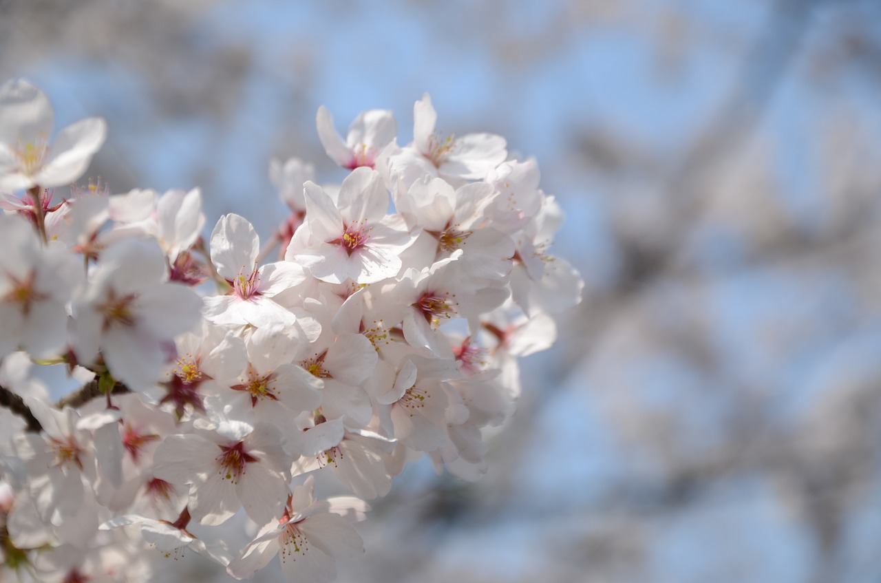 cherry blossom flower white free photo