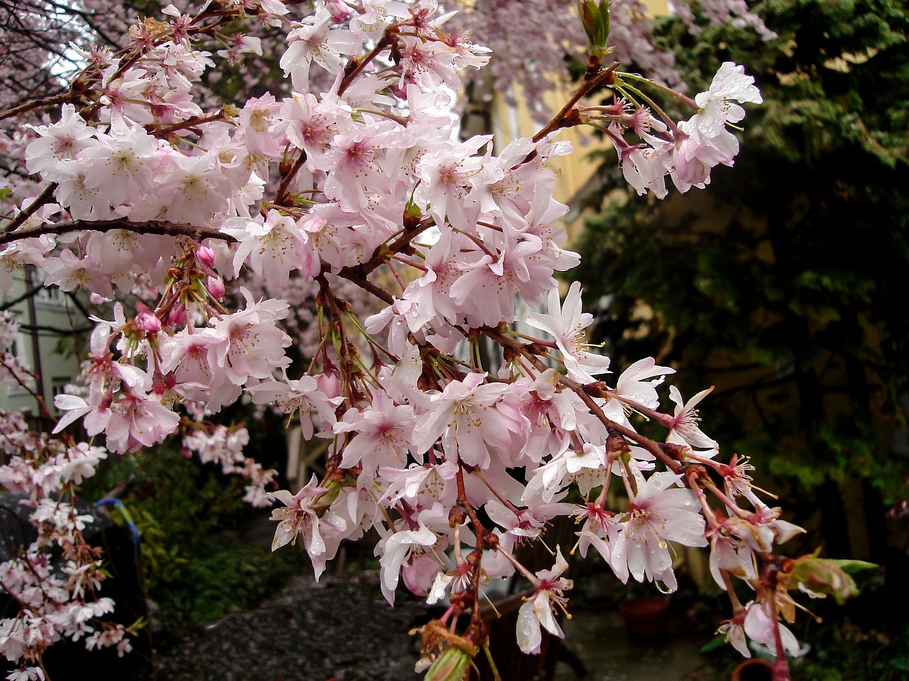 cherry blossom nature delicate free photo