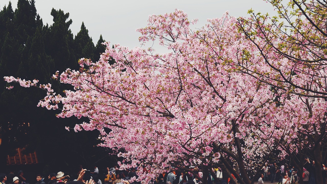 cherry blossom travel the scenery free photo