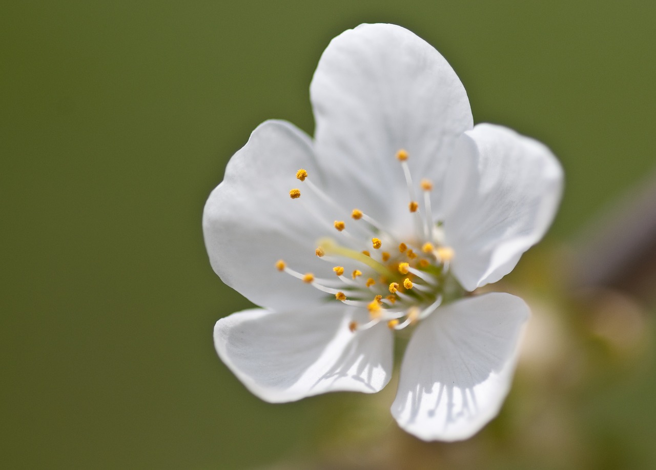 cherry blossom cherry flower free photo