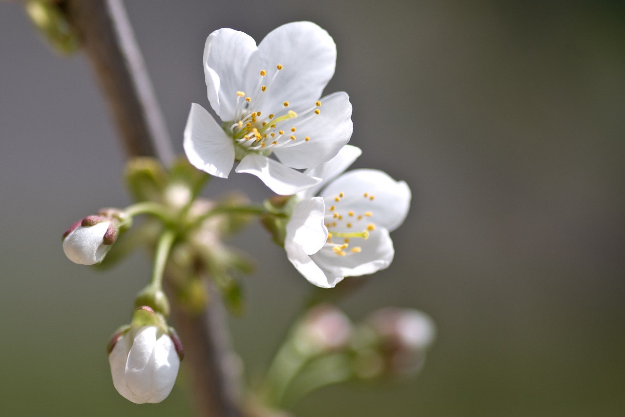 cherry blossom cherry flower free photo