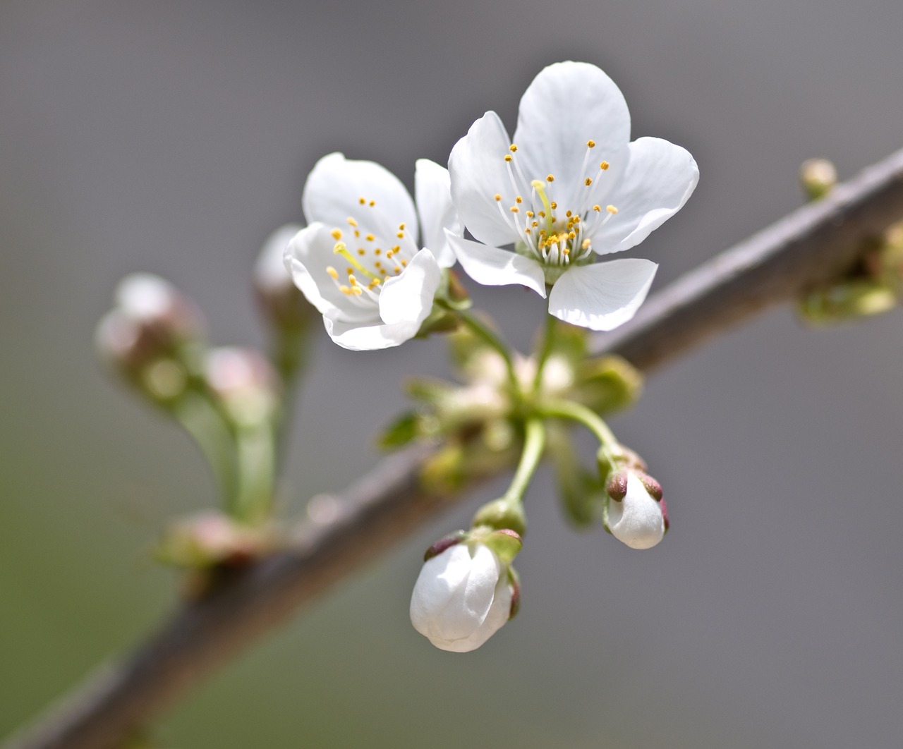 cherry blossom cherry flower free photo