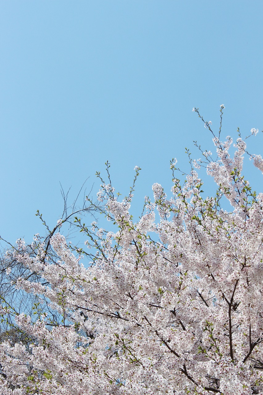 cherry blossom flowers sky free photo