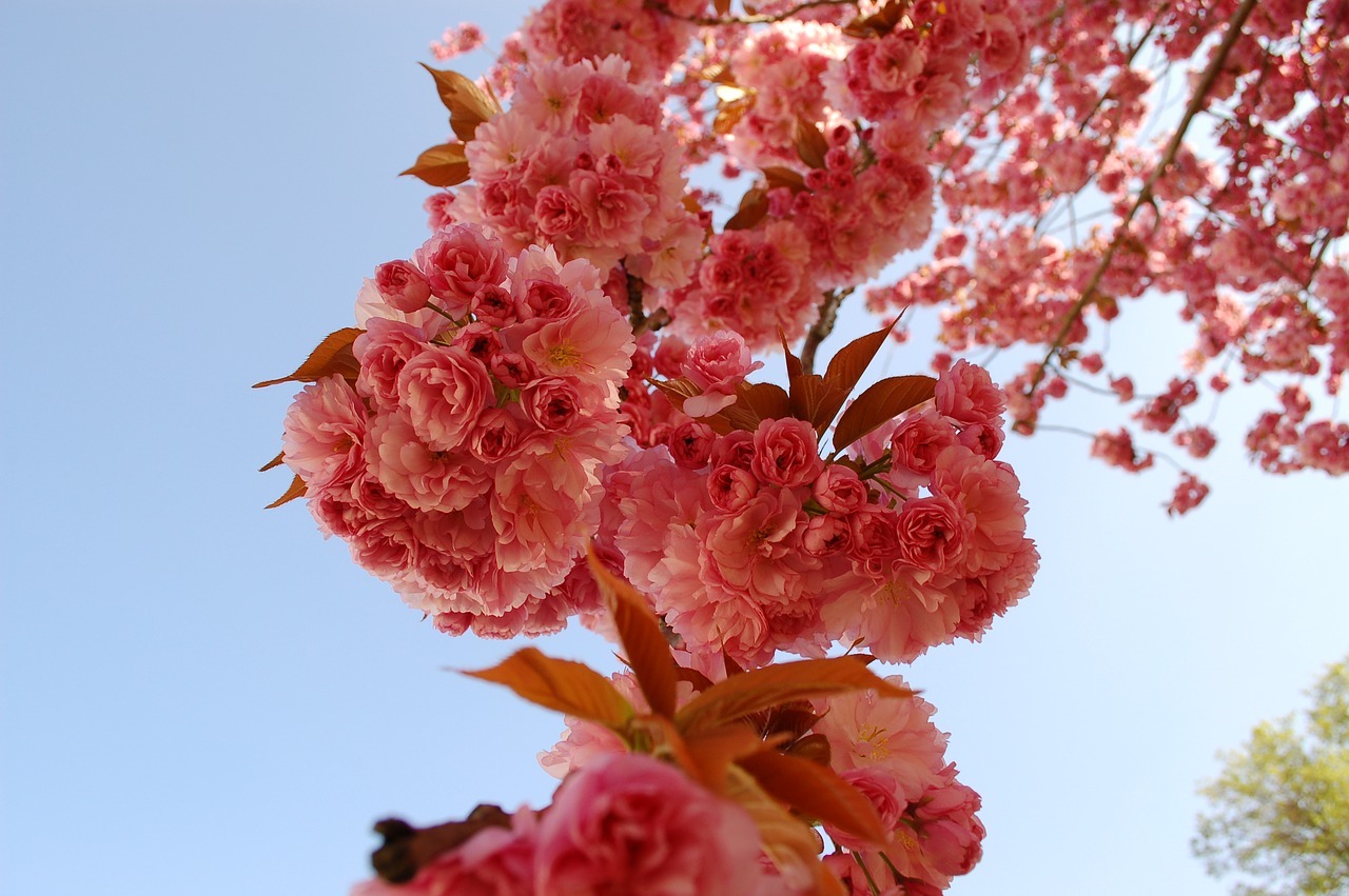 cherry blossom cherry flowers free photo