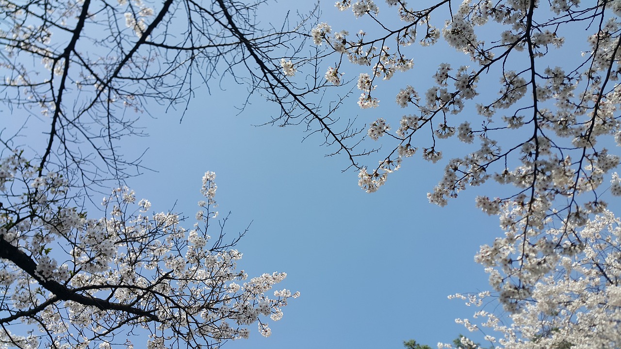 cherry blossom spring sky free photo