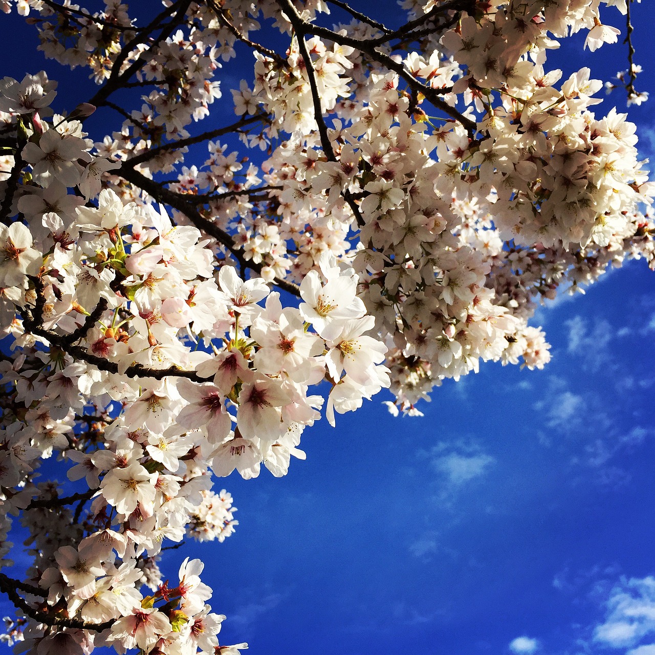 cherry blossom spring freshness free photo