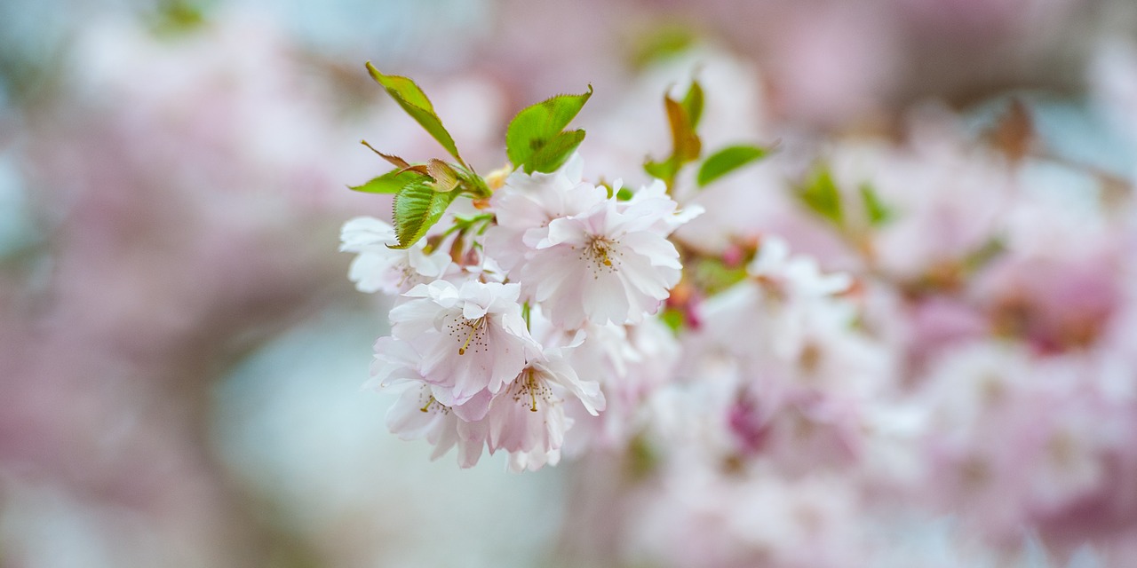 cherry blossom nature spring free photo