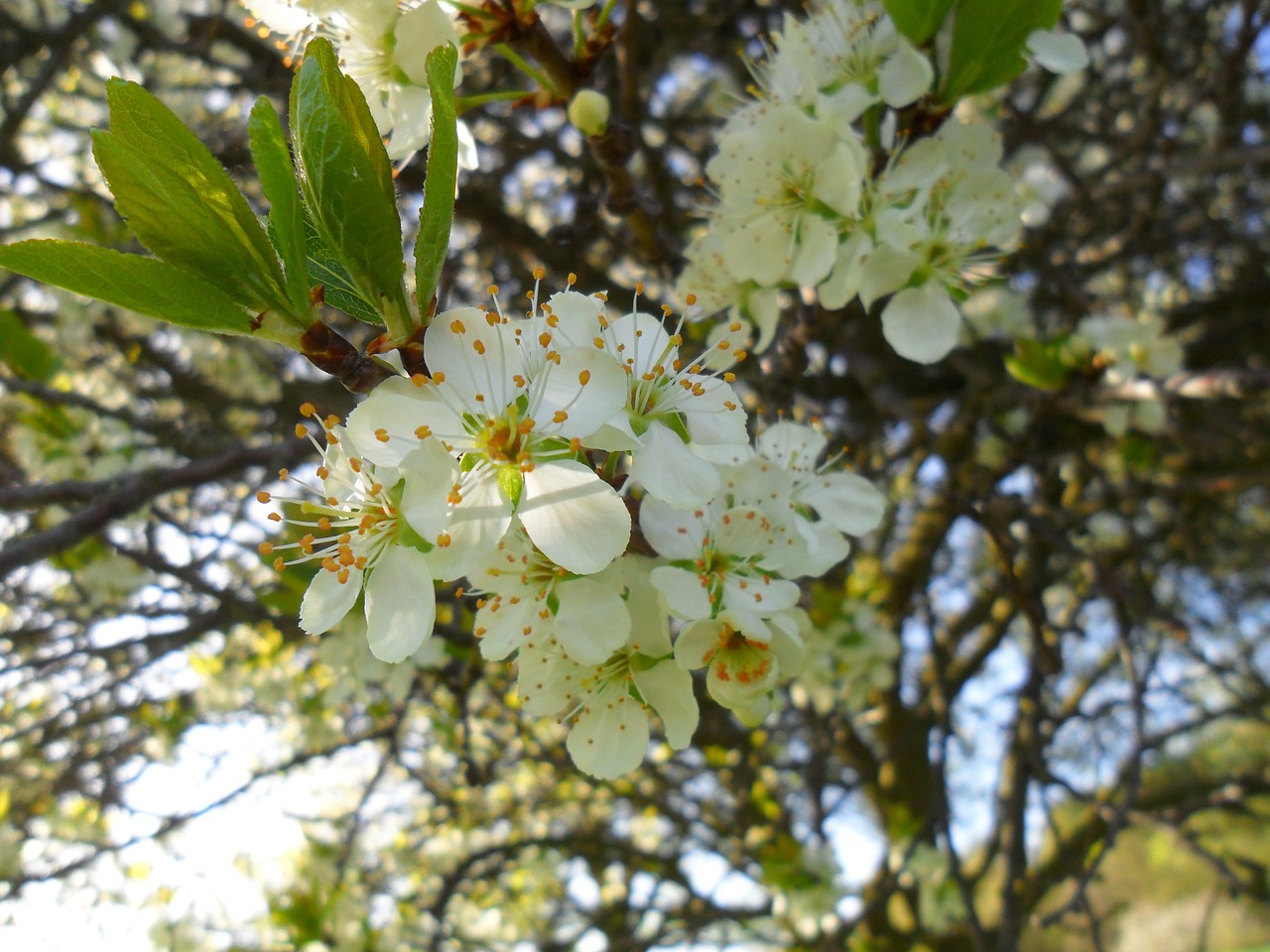 cherry blossom cherry flowers free photo