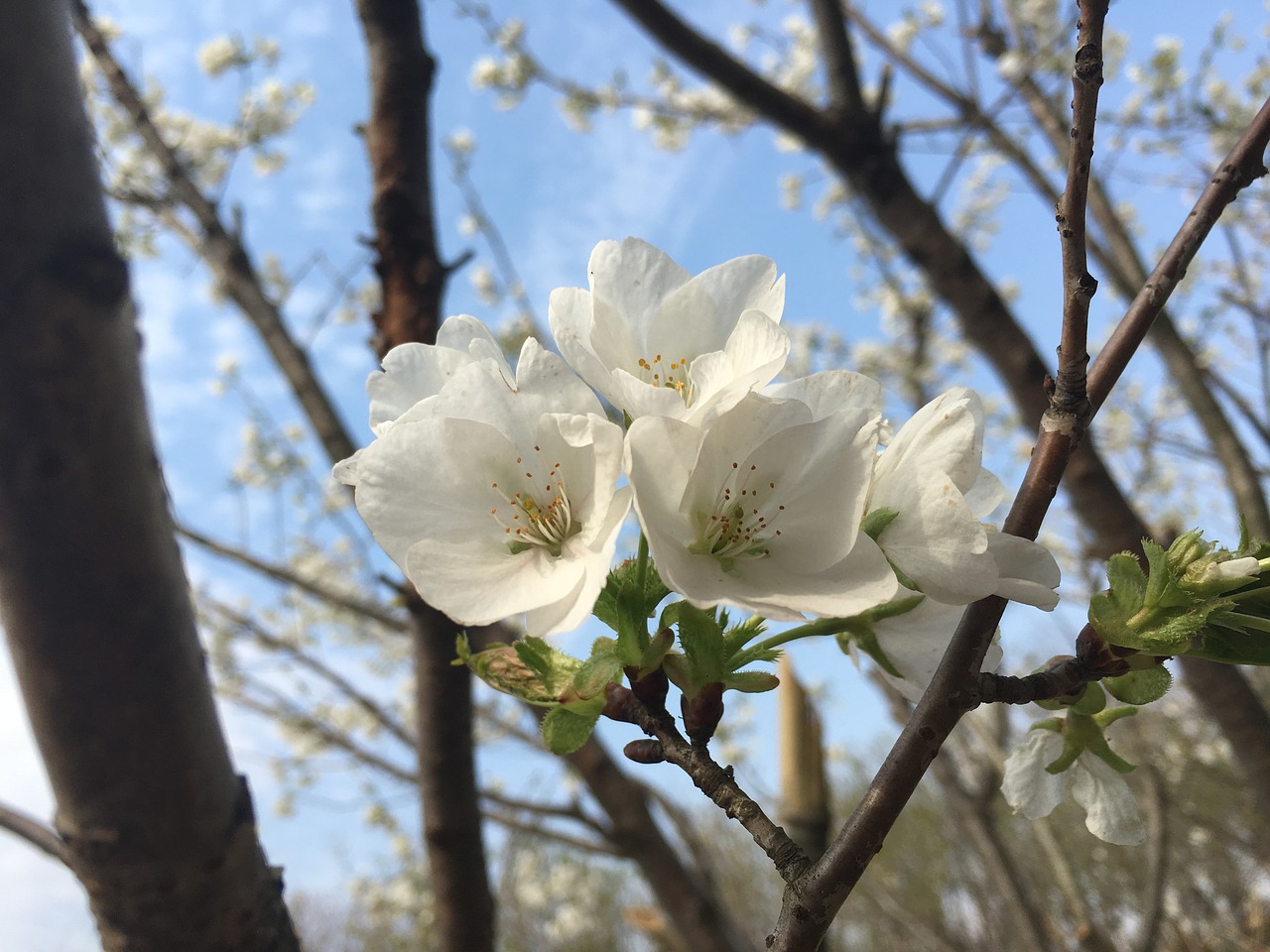 cherry blossom spring flowers free photo