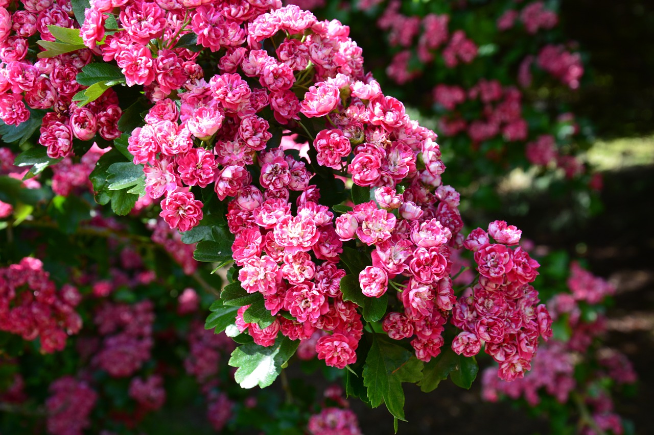 cherry blossom cherry tree blossom free photo