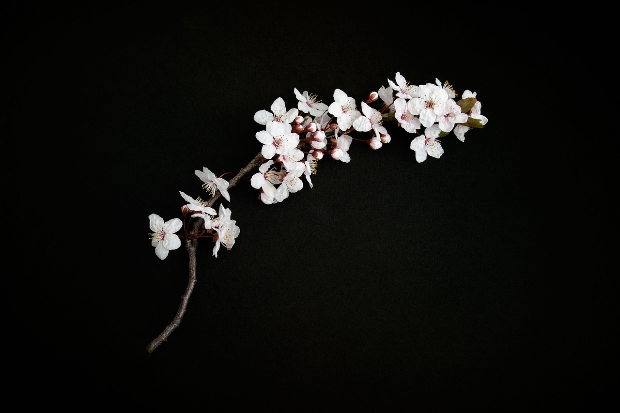 cherry blossom cherry twig cherry petals free photo