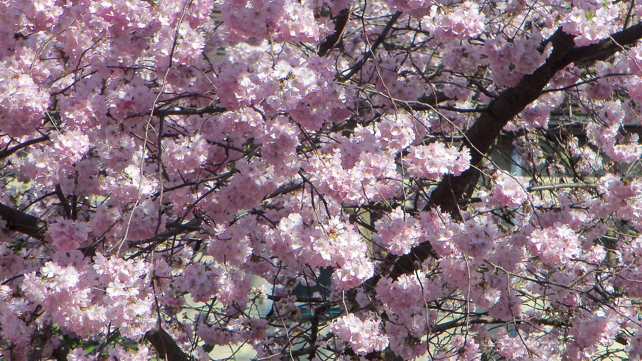 cherry blossom spring garden free photo