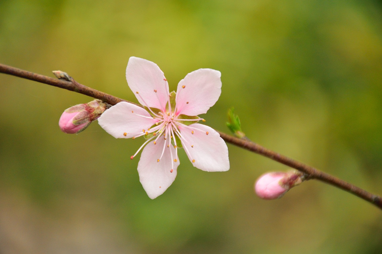 cherry blossom white spring free photo