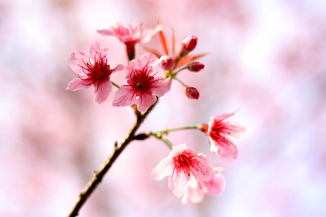 cherry blossom flowers winter free photo