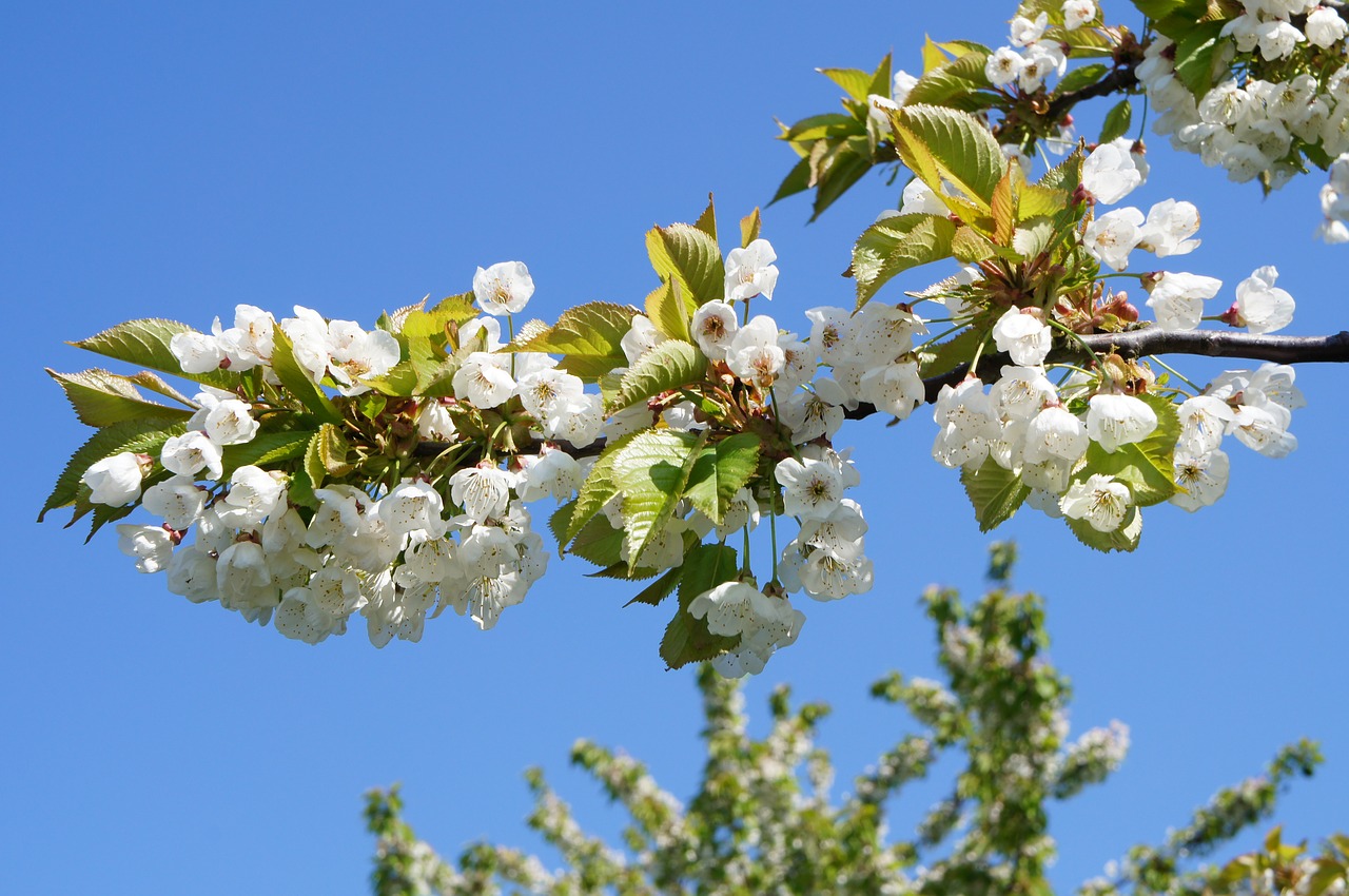 cherry blossom tree spring free photo