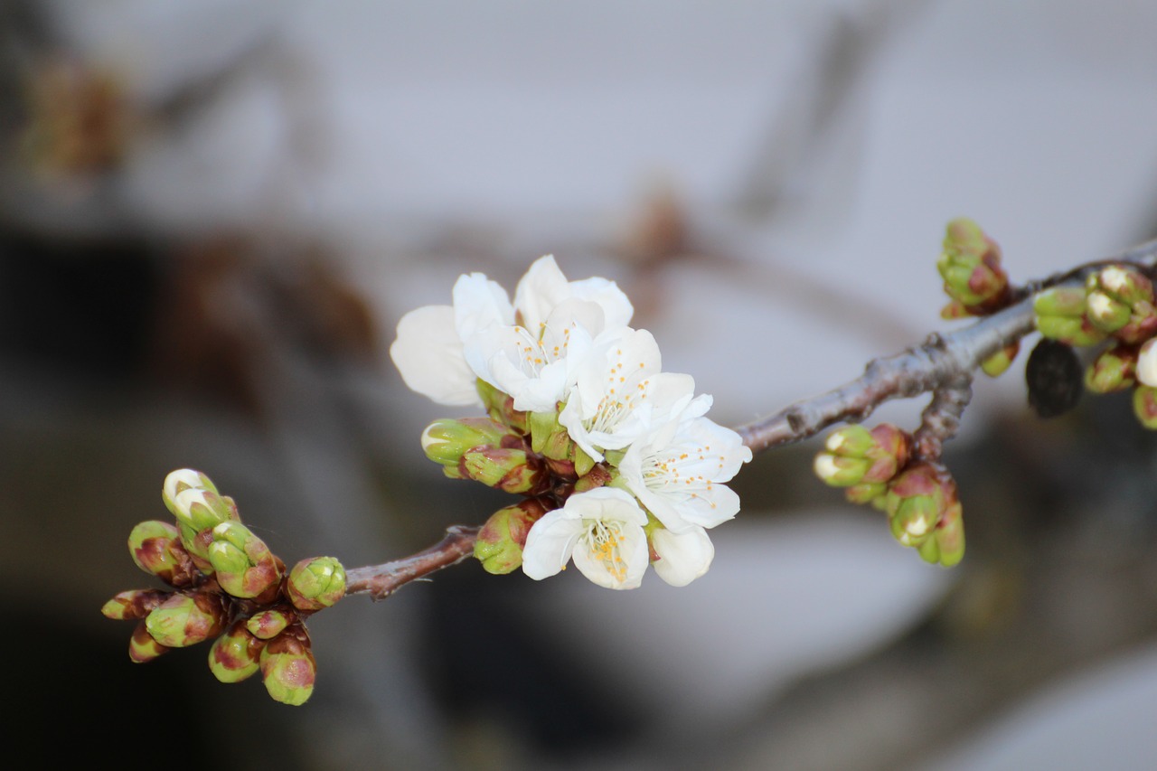 cherry blossom spring new free photo