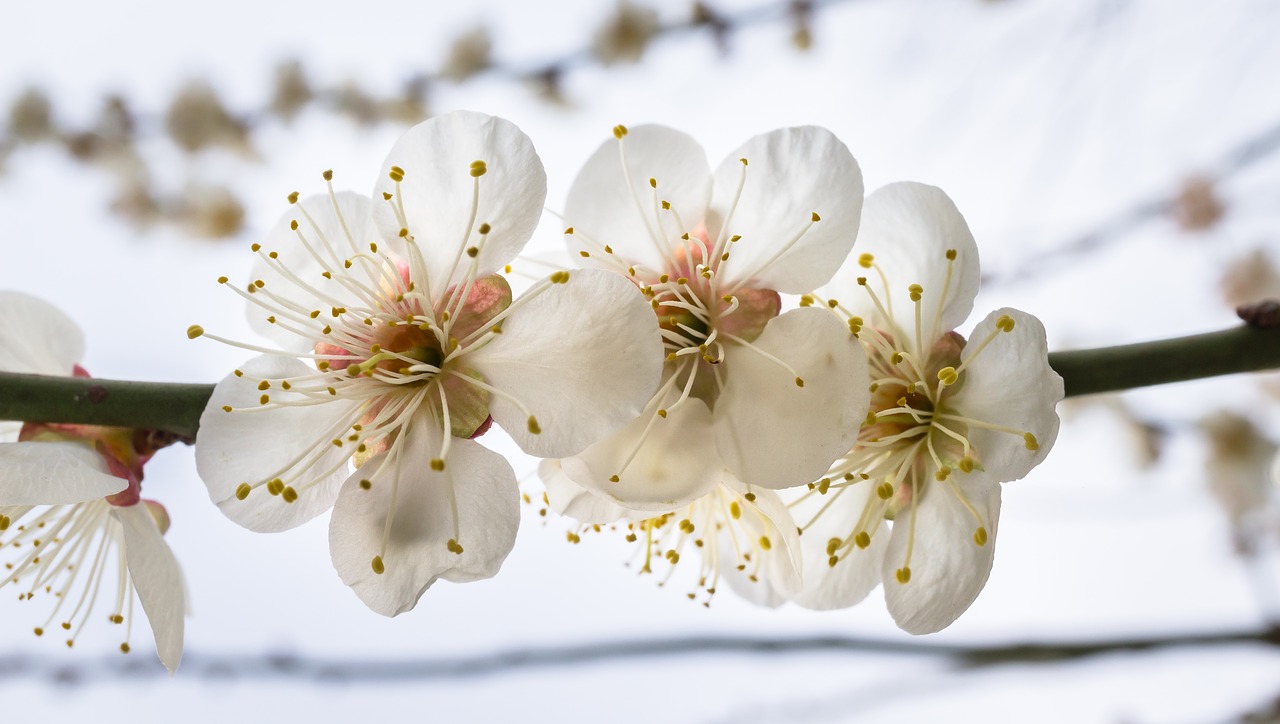 cherry blossom spring flowers free photo