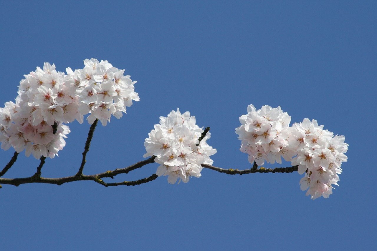 cherry blossom white flower spring free photo