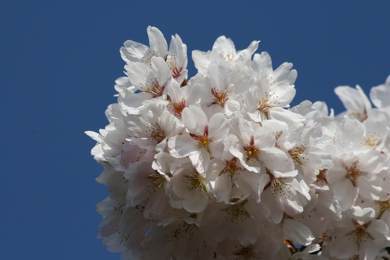 cherry blossom white flowers spring free photo