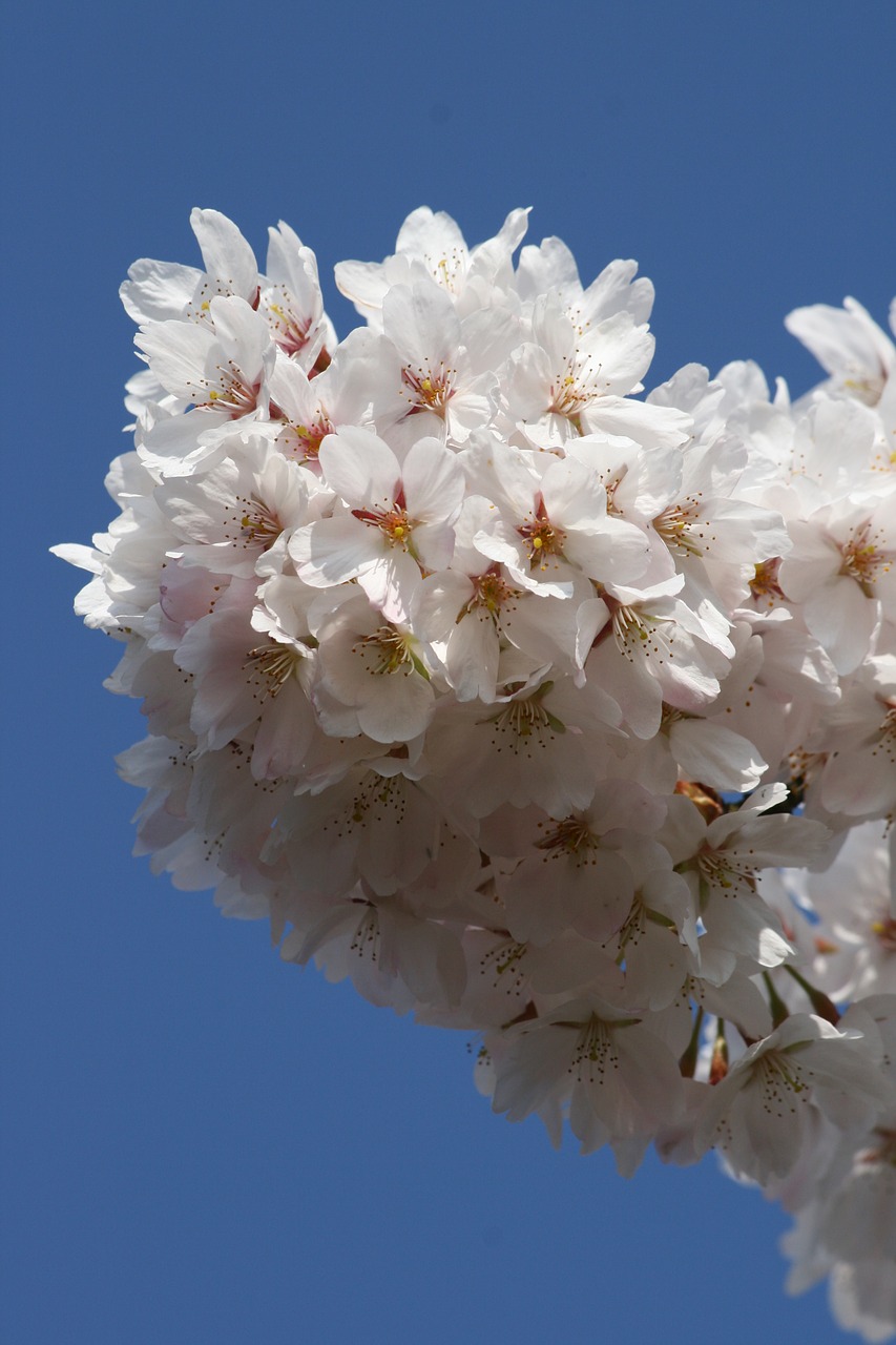 cherry blossom white flowers spring free photo