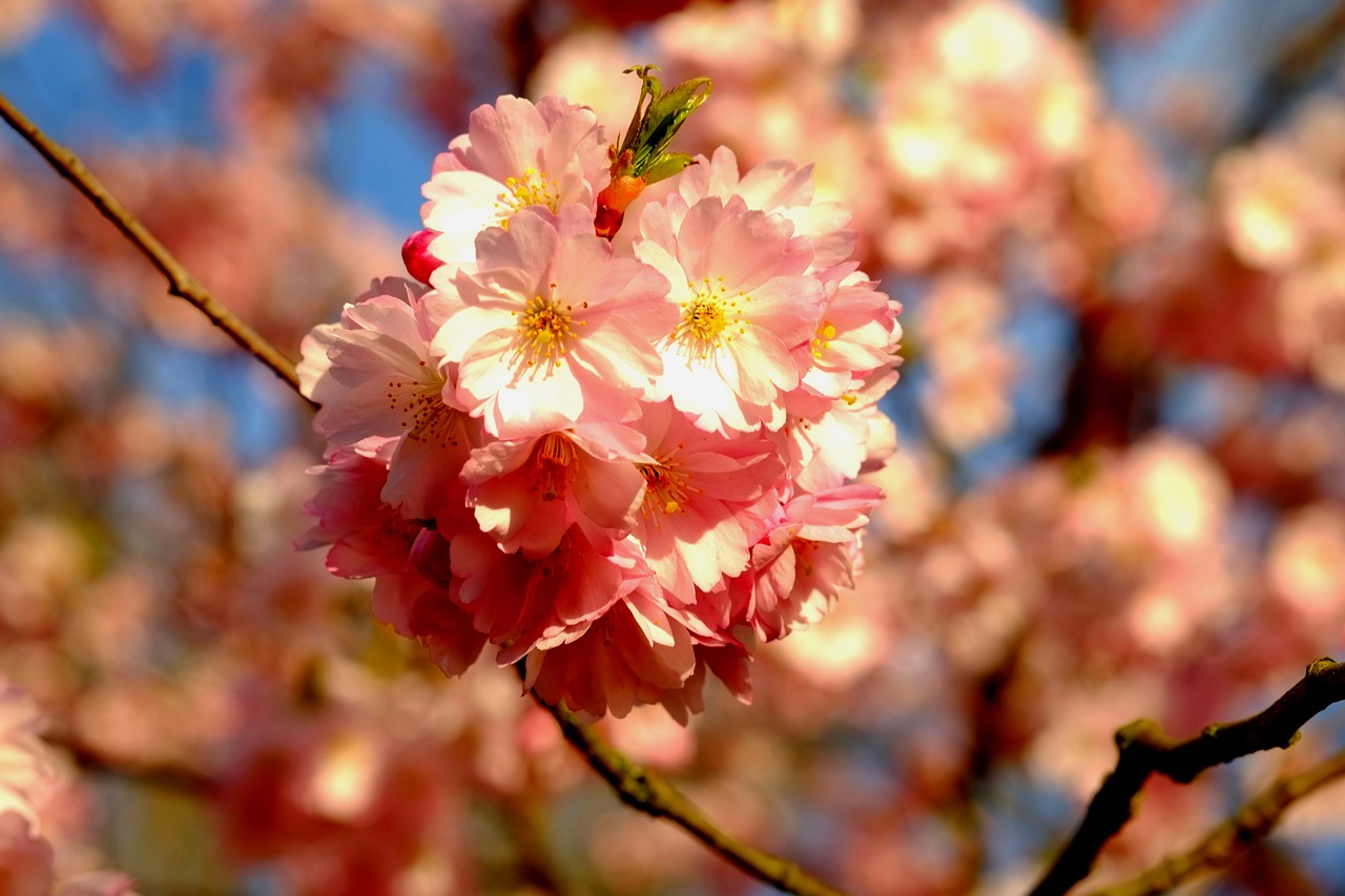 cherry blossom spring pink free photo