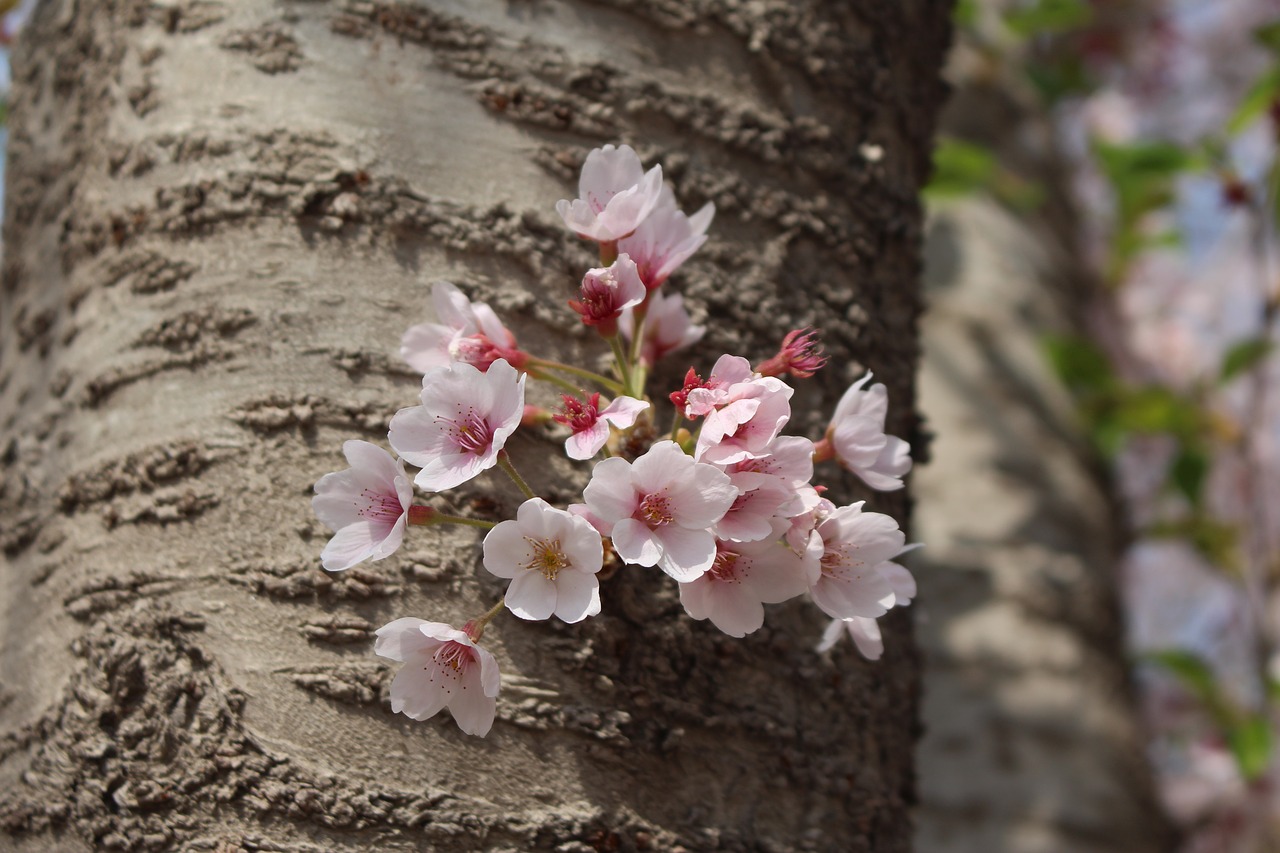 cherry blossom macro port arthur free photo