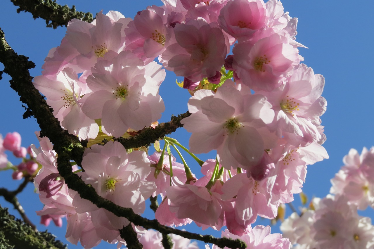 cherry blossom blossom nature free photo