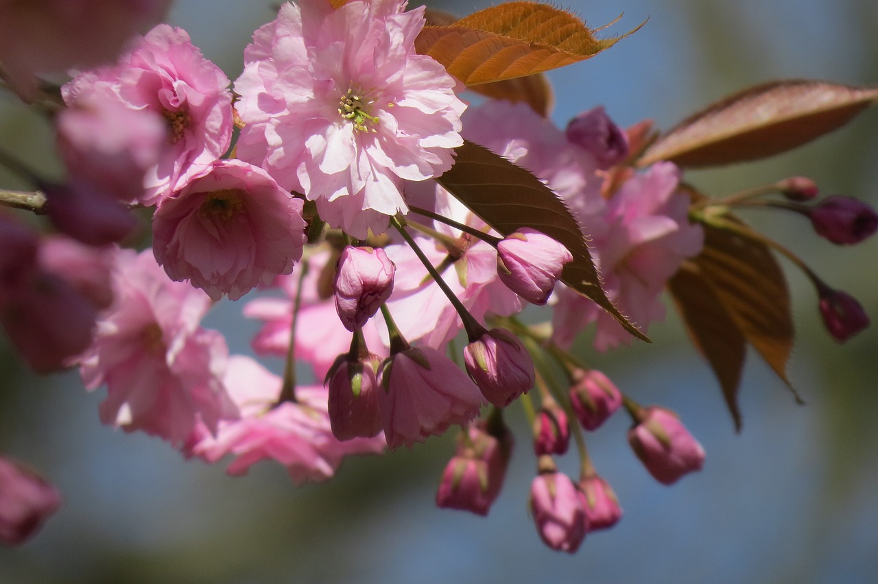 cherry blossom blossom nature free photo