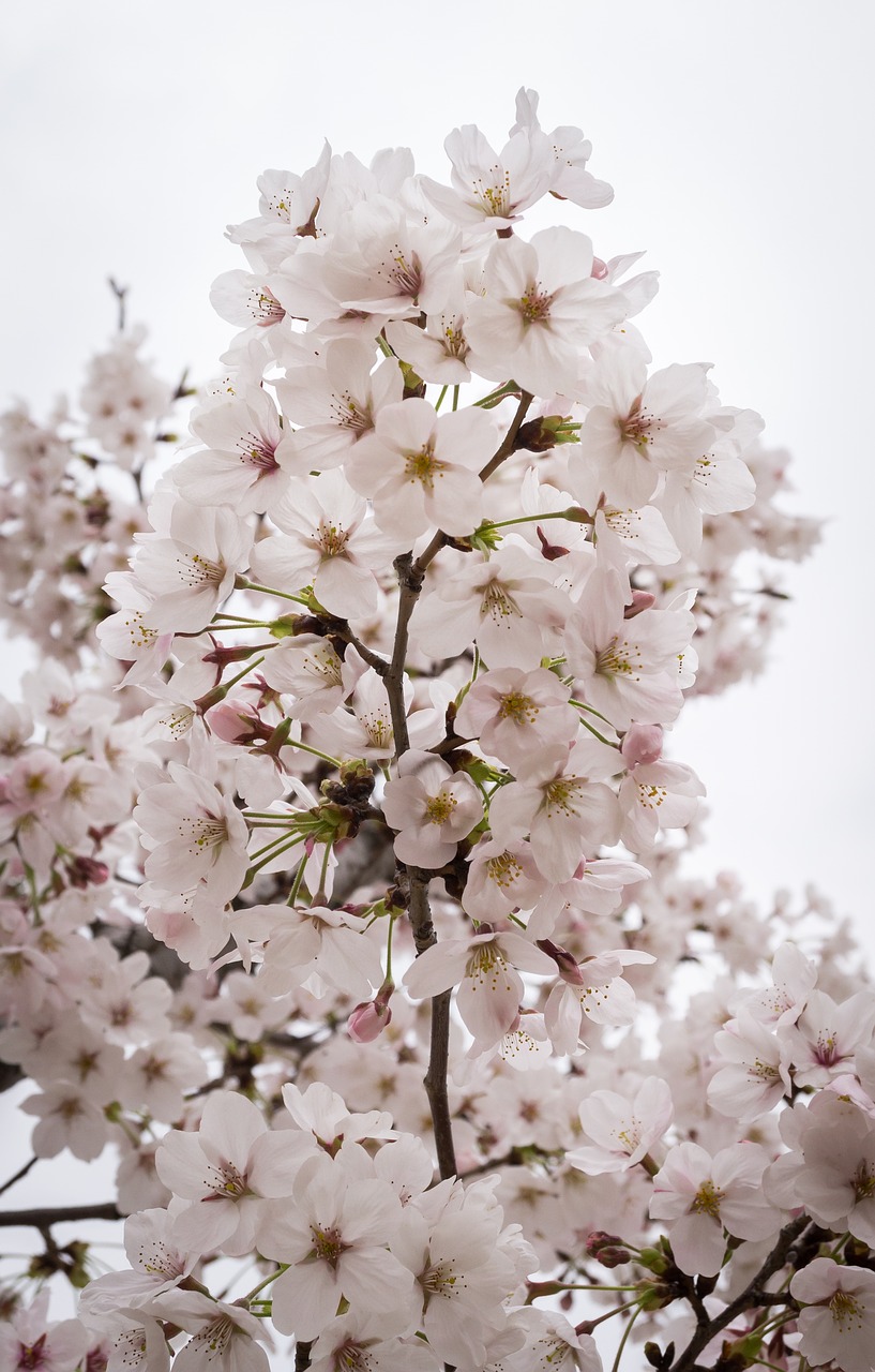 cherry blossom spring wood free photo