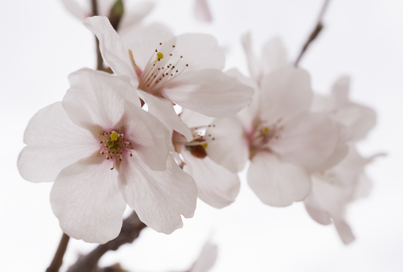 cherry blossom spring wood free photo