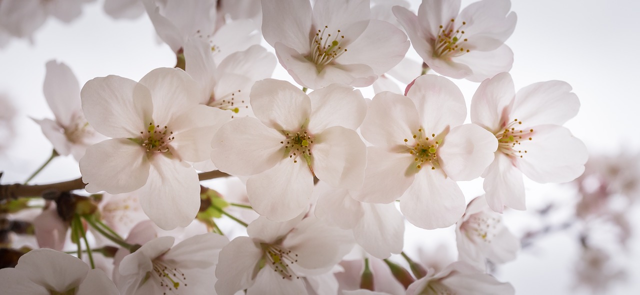 cherry blossom spring wood free photo