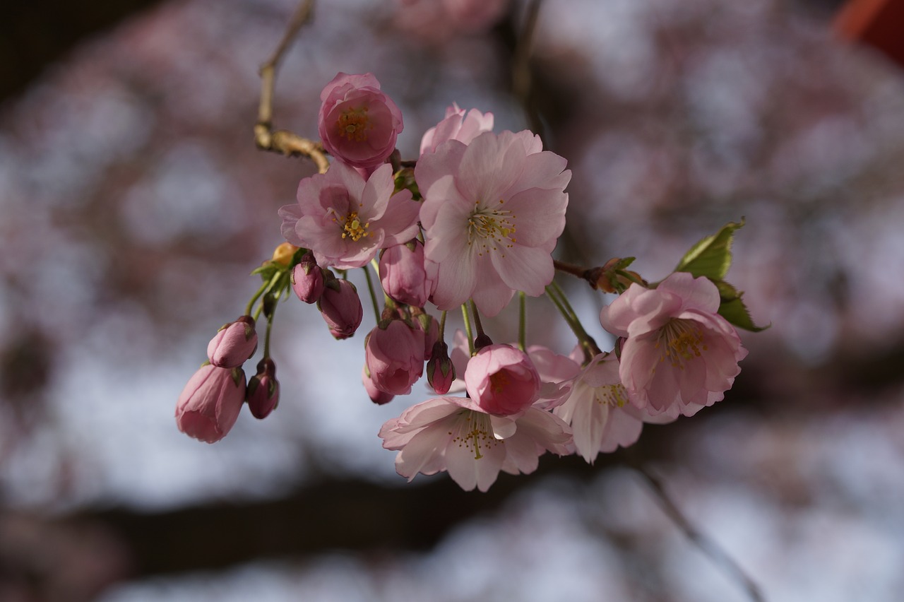 cherry blossom cherry spring free photo