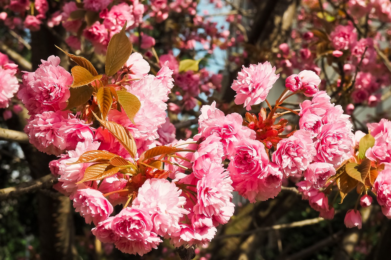 cherry blossom tree spring free photo
