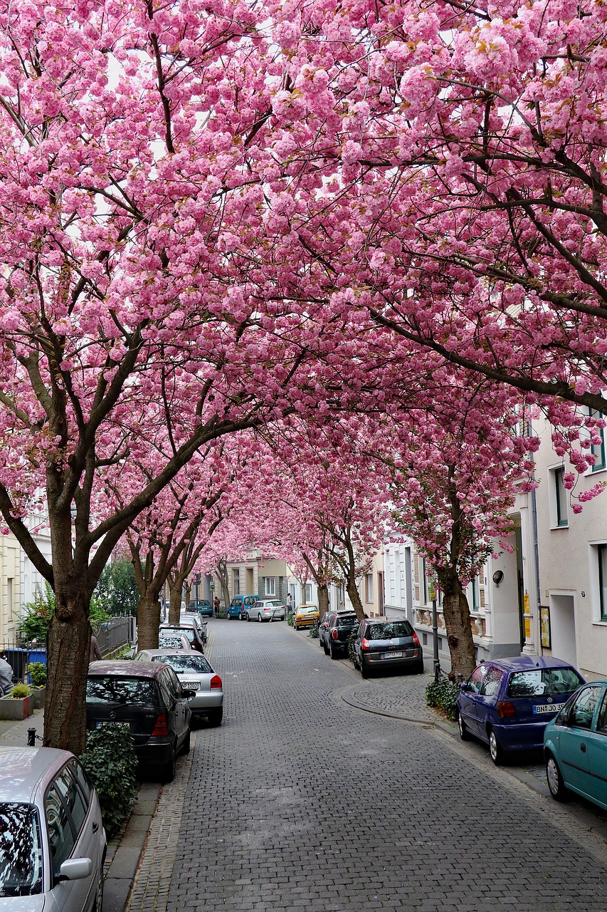 cherry blossom bonn pink free photo