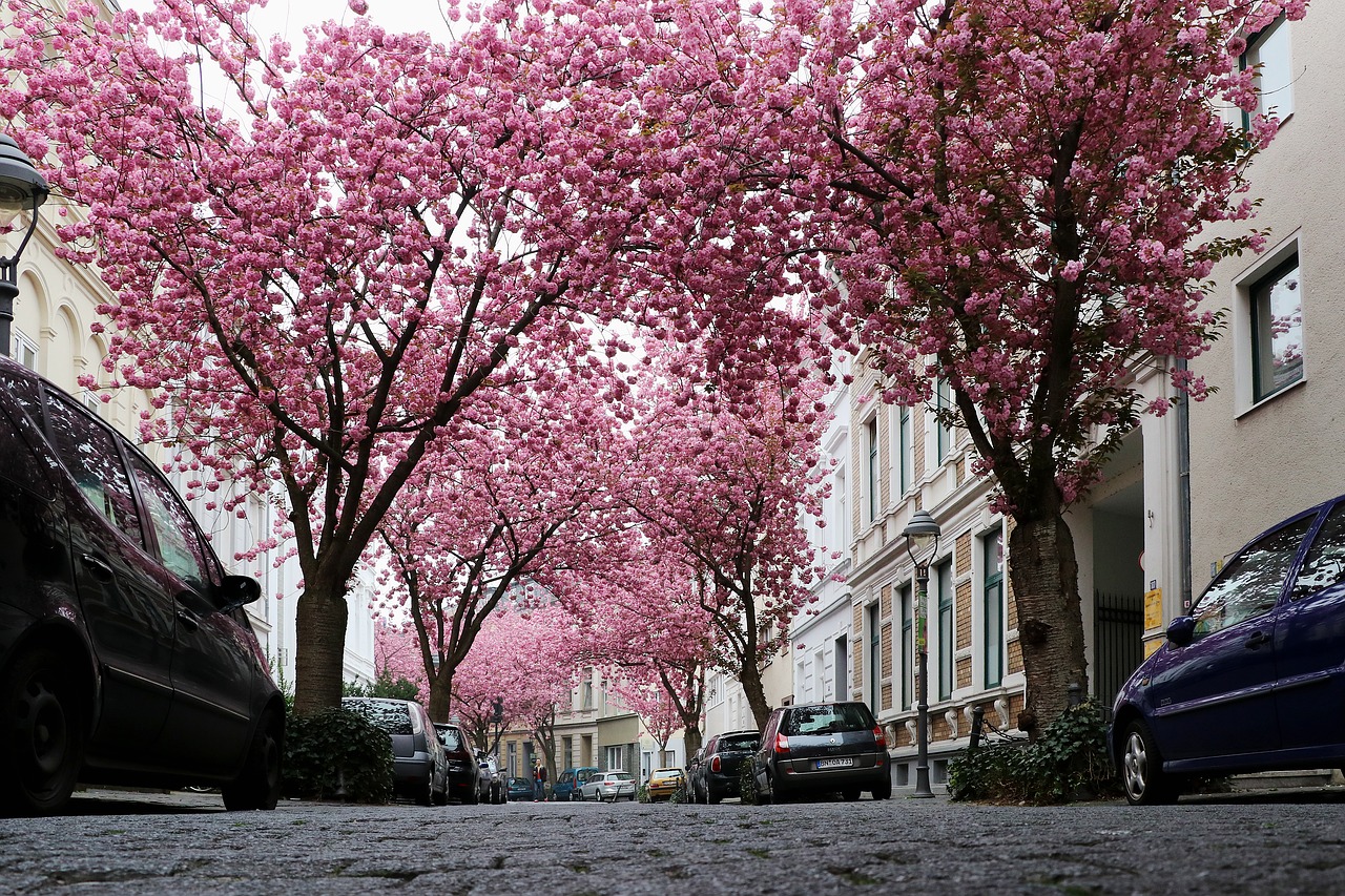 cherry blossom bonn pink free photo