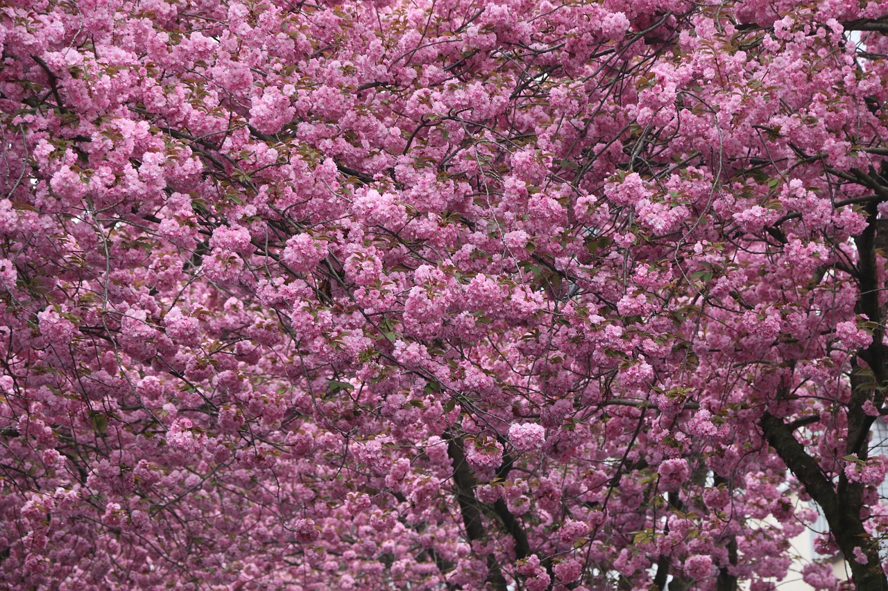 cherry blossom bonn pink free photo