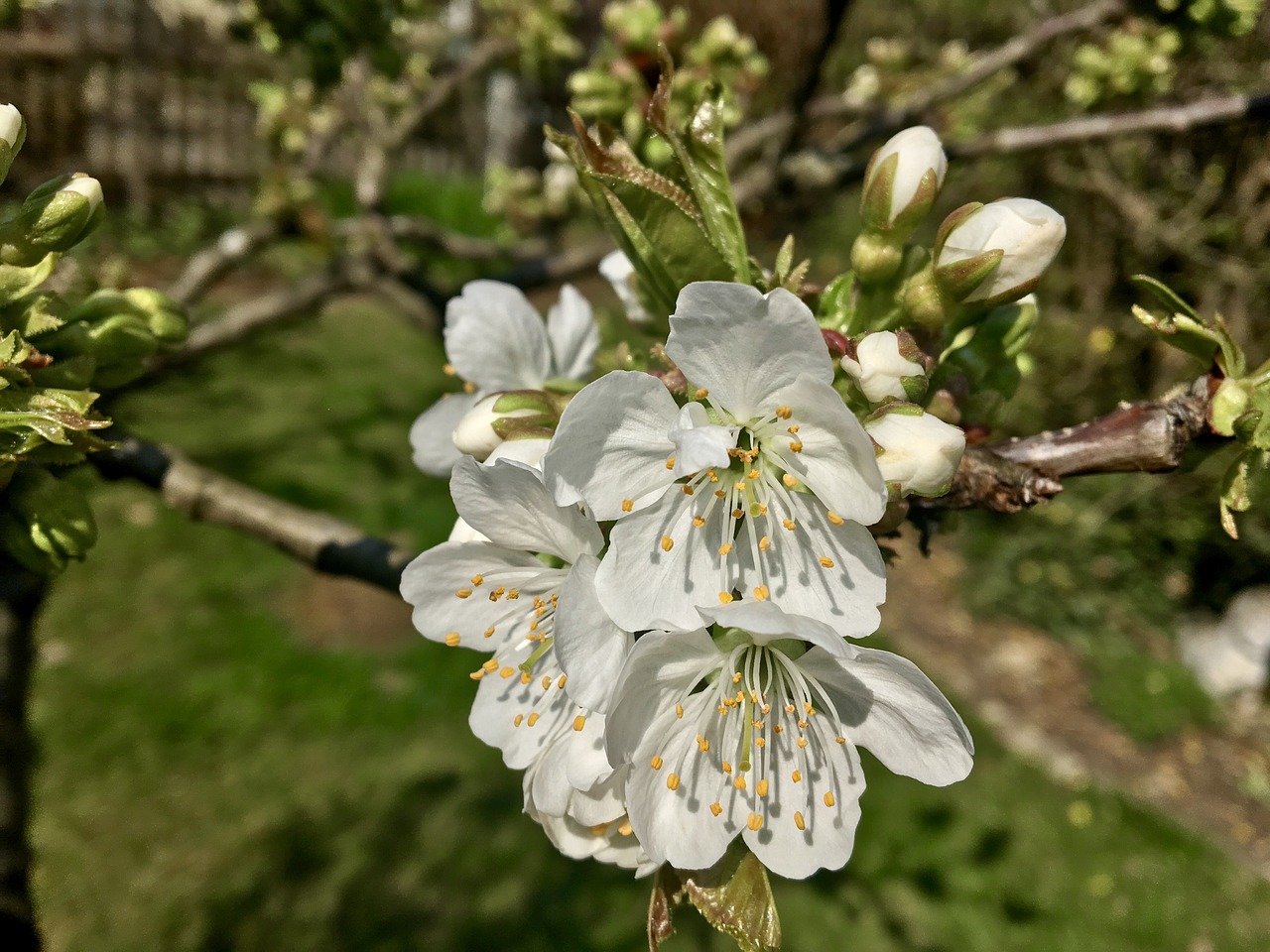 cherry blossom white green free photo