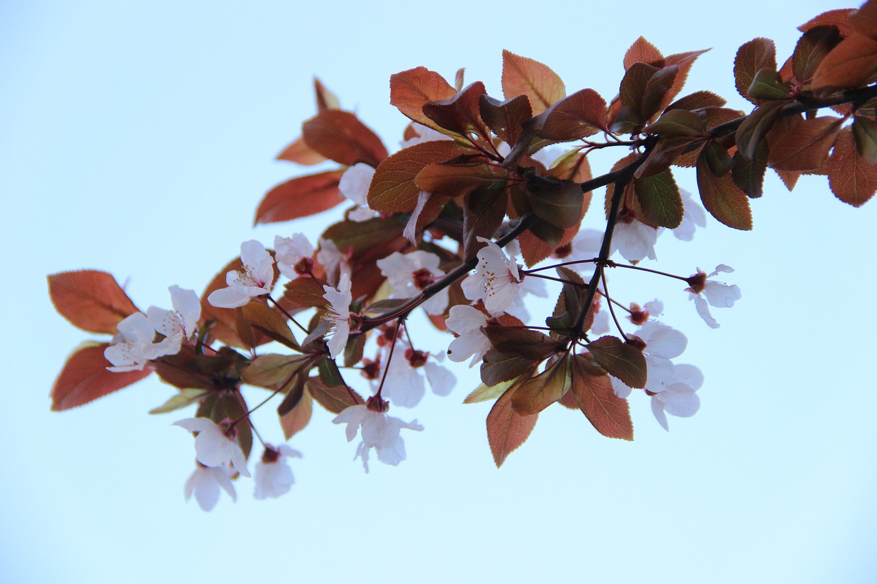 cherry blossom leaves background light blue free photo