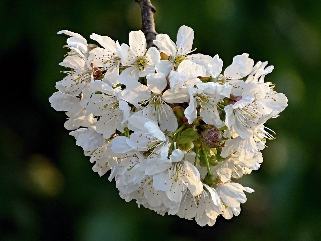 cherry blossom cherry spring free photo