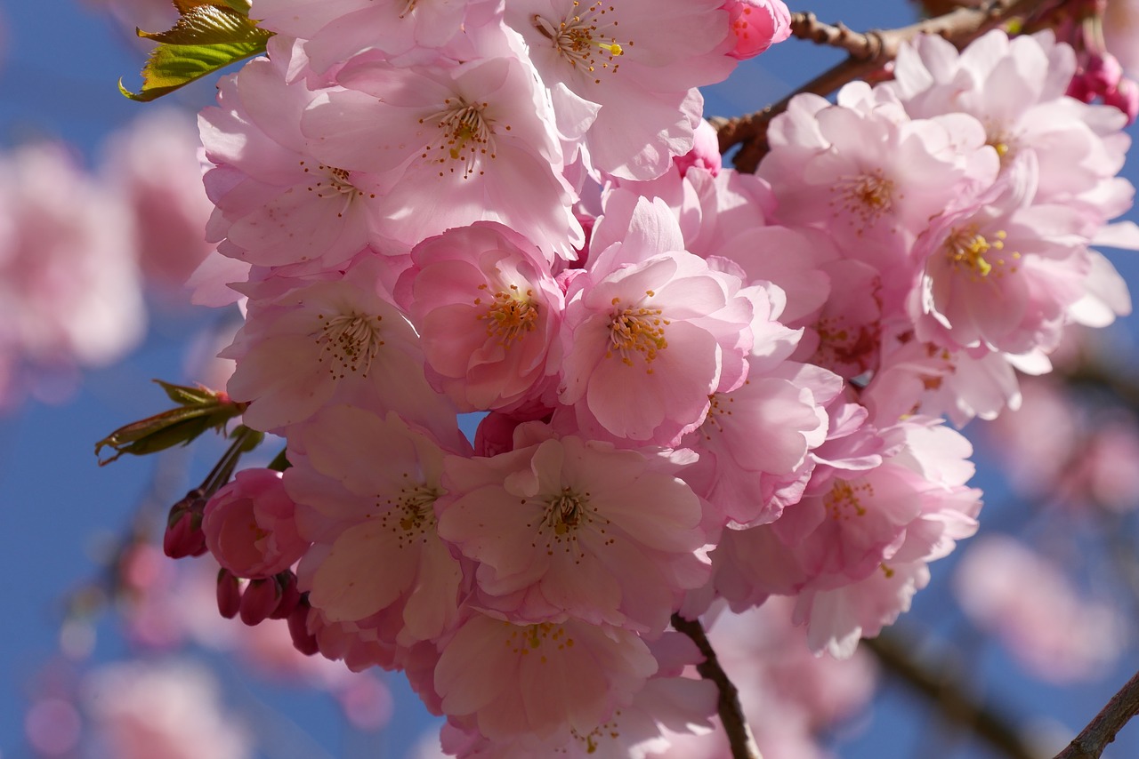 cherry blossom nature tree free photo