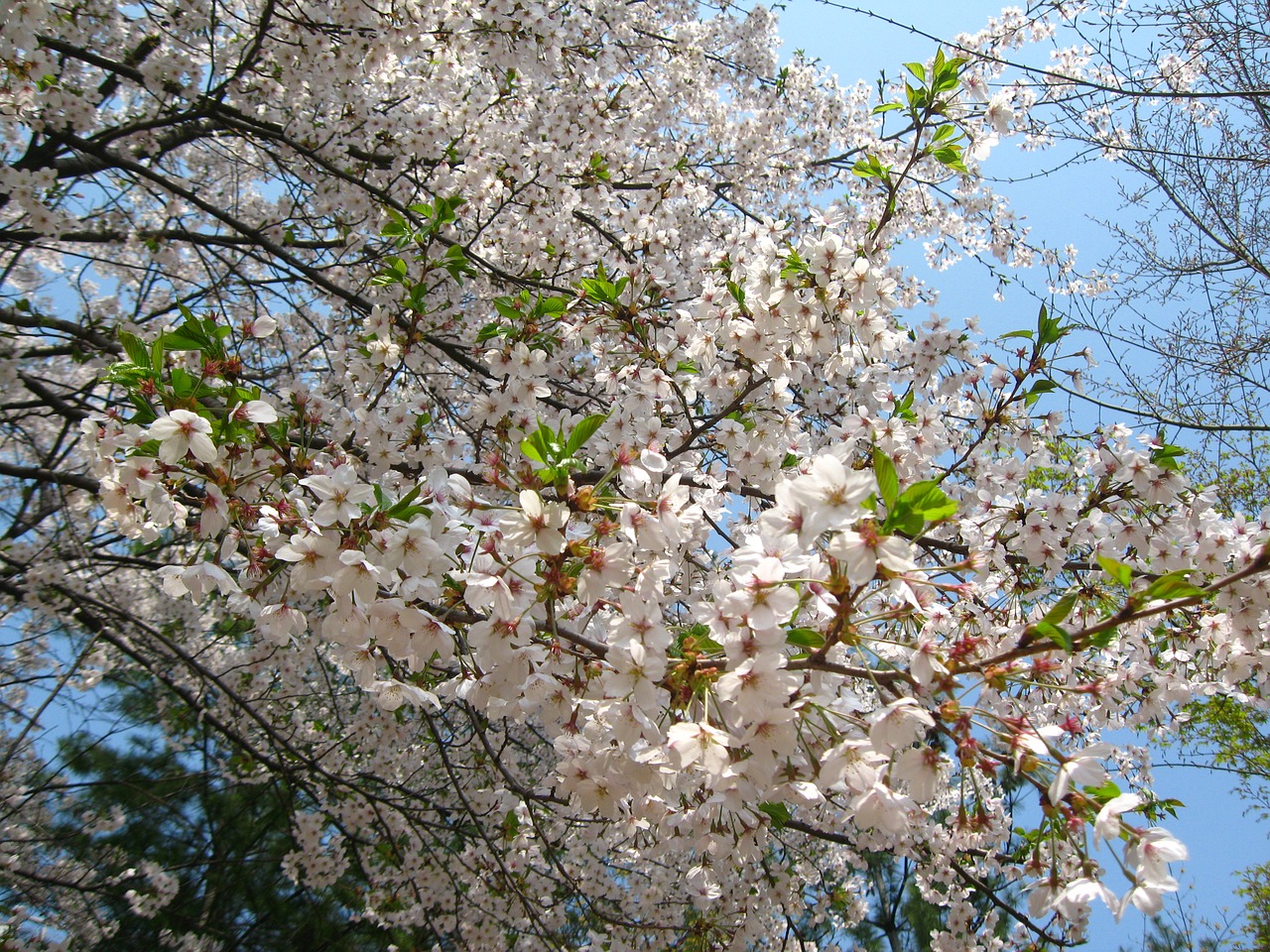 cherry blossom spring sky free photo