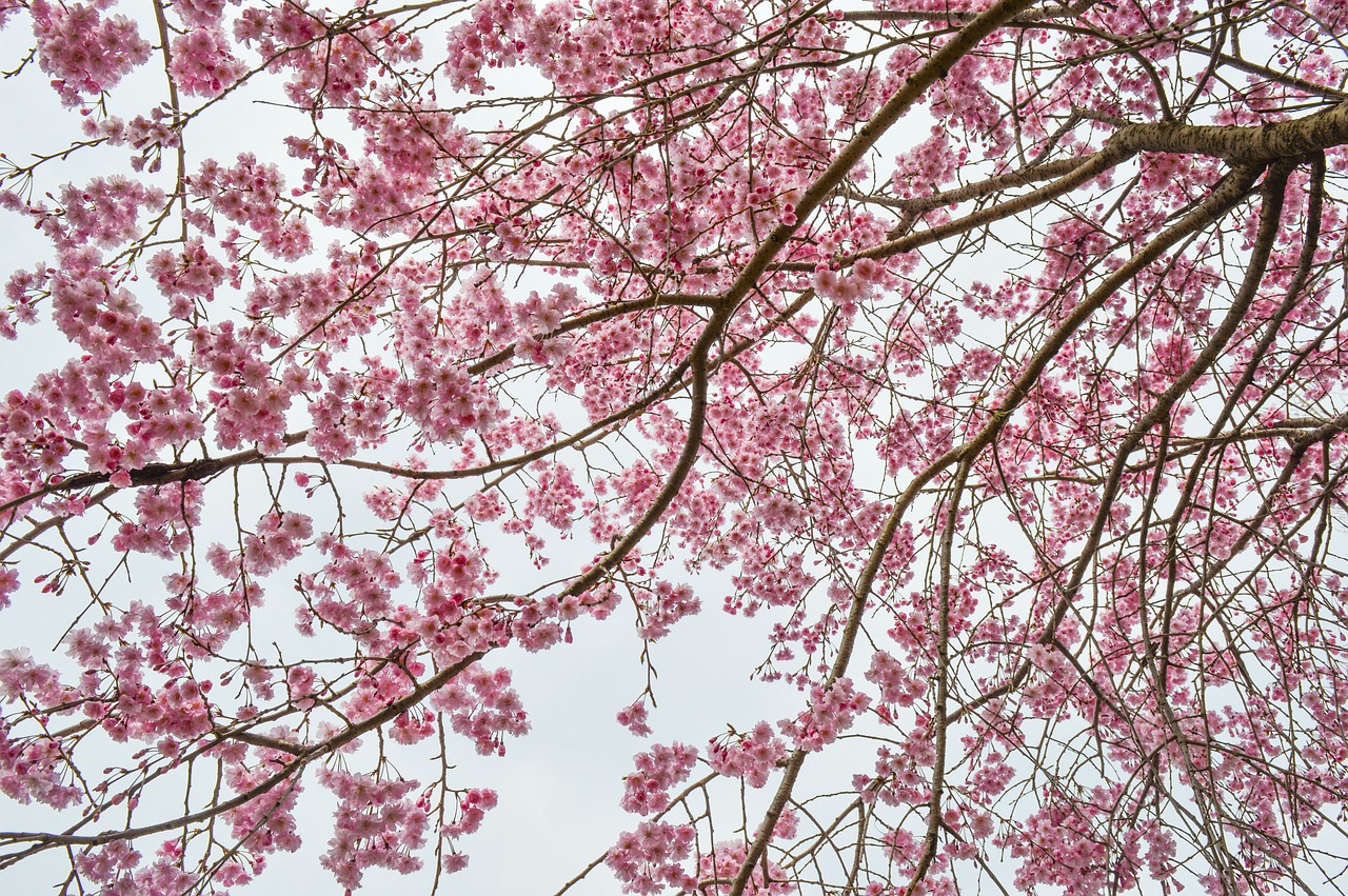 cherry blossom plant pink free photo