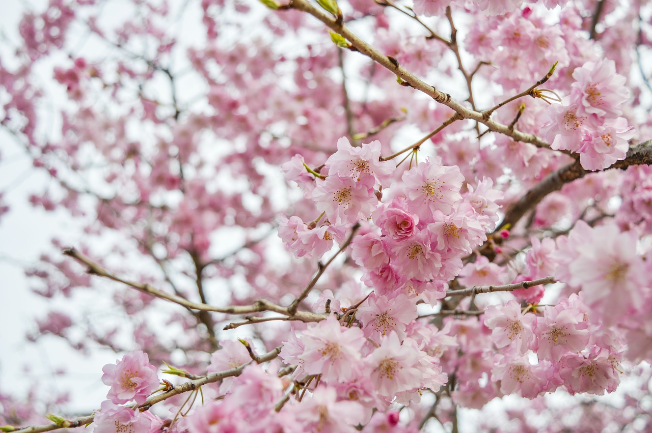 cherry blossom qingdao pink free photo