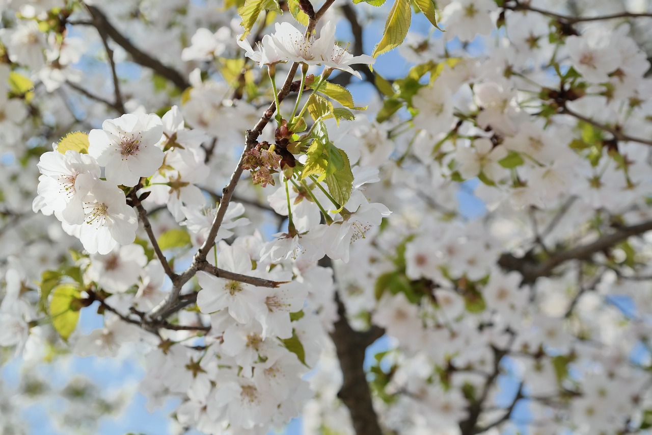 cherry blossom sky spring flowers free photo