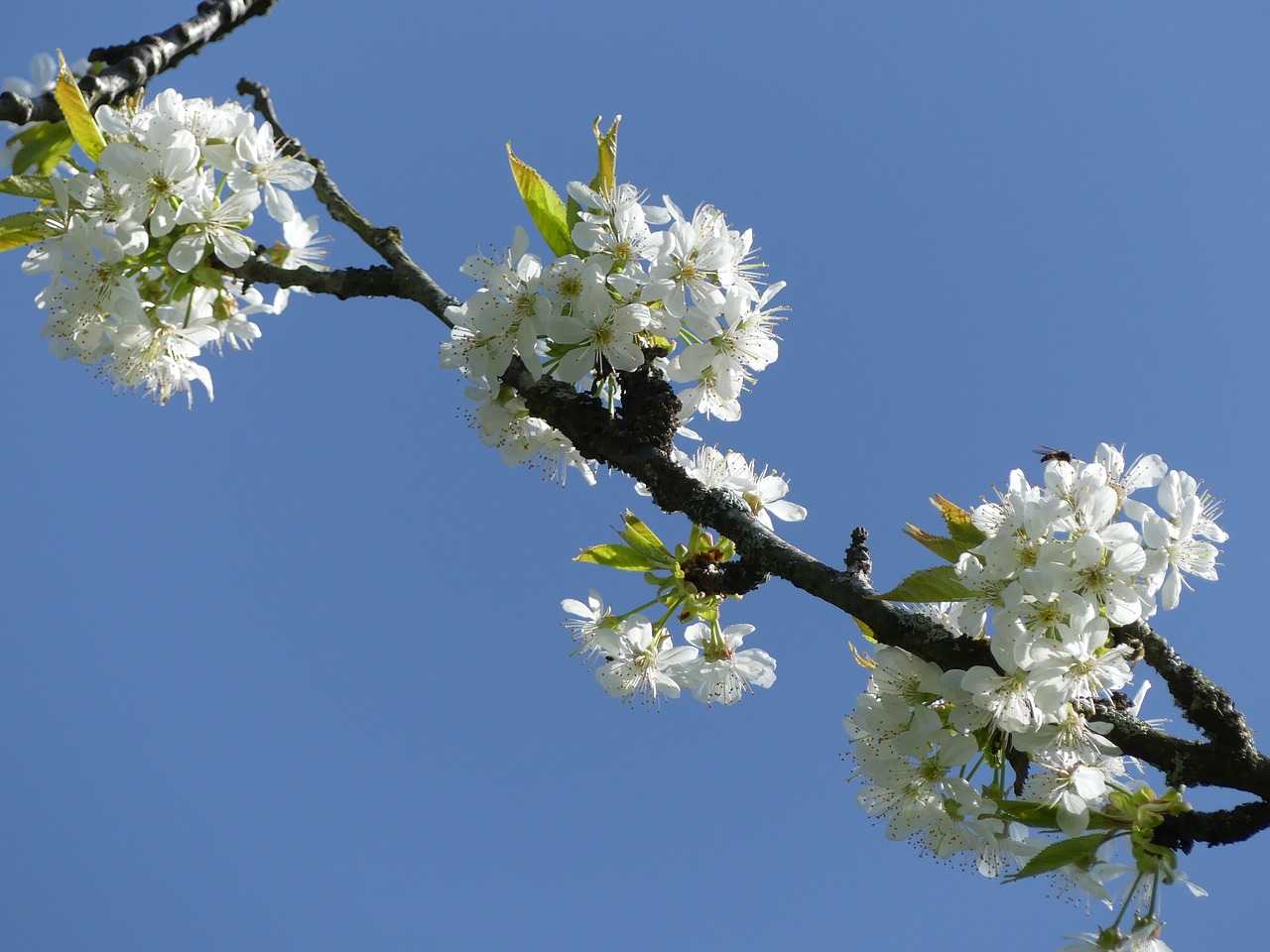 cherry blossom bloom blossom free photo