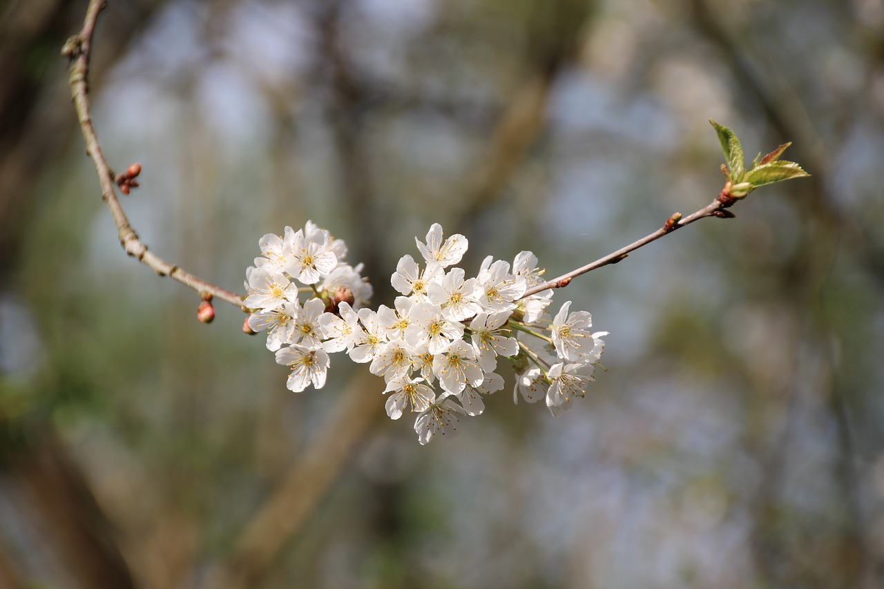 cherry blossom cherry spring free photo