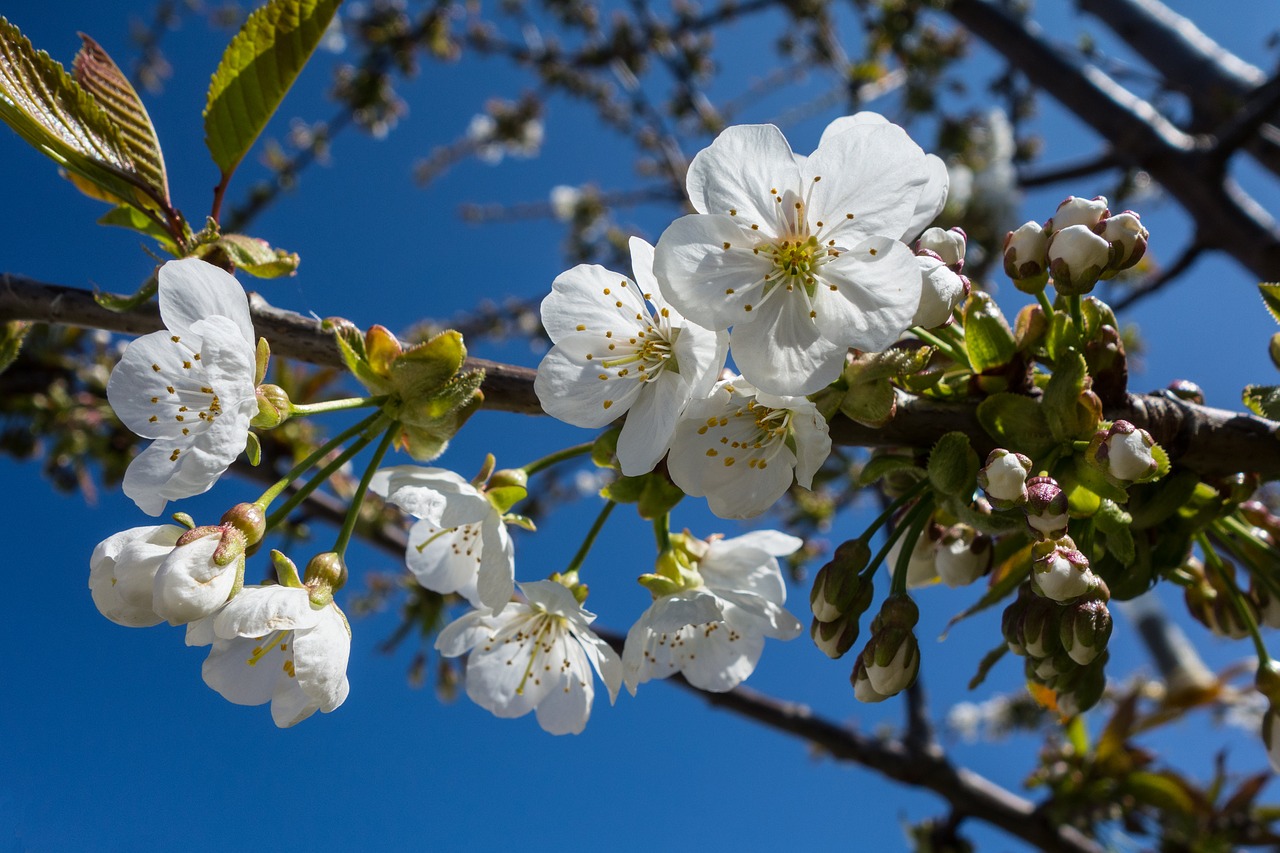 cherry blossom flower blossom free photo