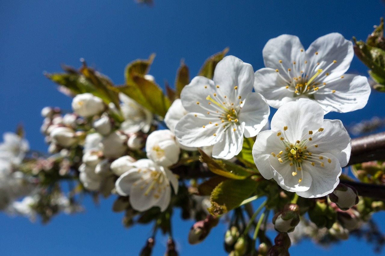 cherry blossom flower blossom free photo