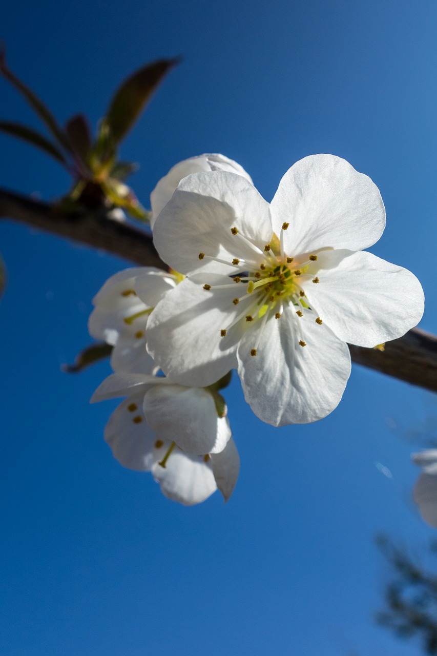 cherry blossom flower blossom free photo